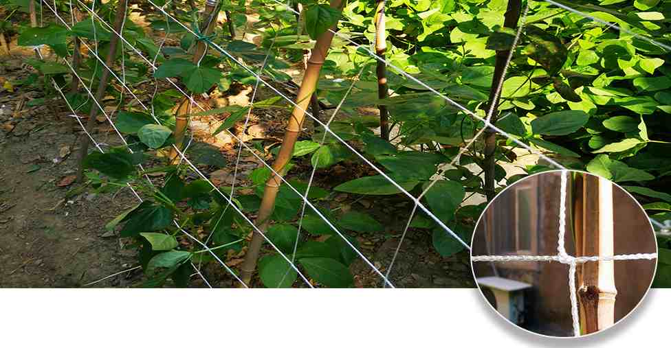 Trellis Netting