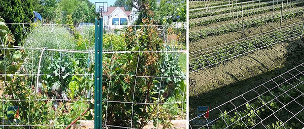 Nylon trellis net of choice