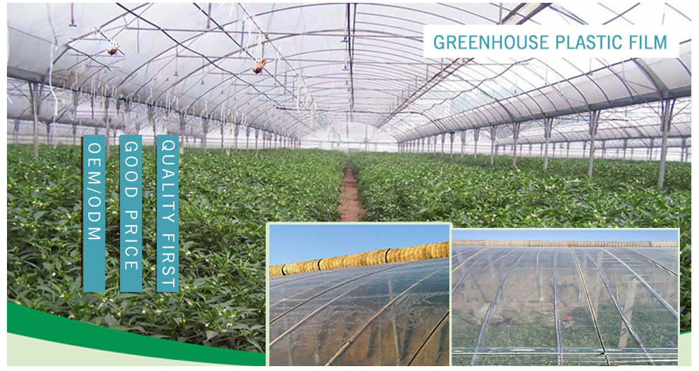 Greenhouse Film.jpg