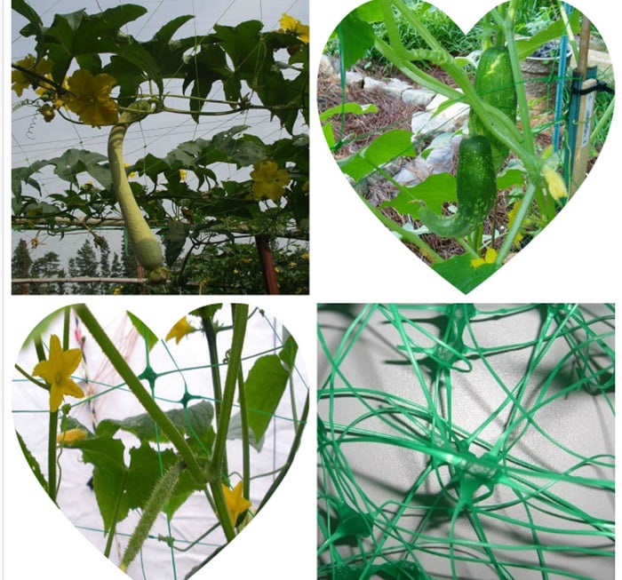 Plant Support Net